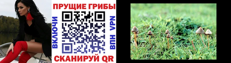 Псилоцибиновые грибы Psilocybine cubensis  Новая Ладога 
